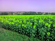 Ониськове з panoramio.com