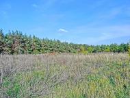 Пустельникове з panoramio.com