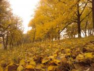 Чернігів з panoramio.com (ч.5)