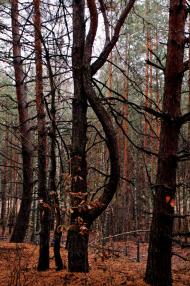 Пологи-Низ з panoramio.com