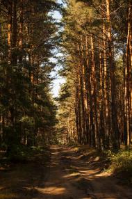 Лісопіль з panoramio.com