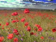 Роксолани з panoramio.com