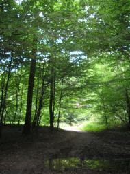 Княже з panoramio.com