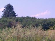 Сатиїв з panoramio.com