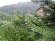 Розгірче з panoramio.com