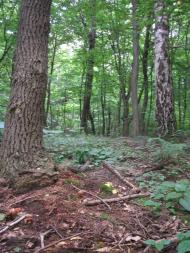 Княже з panoramio.com