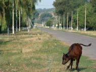 Червоногірка з panoramio.com