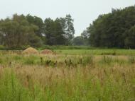 Чернеччина з panoramio.com