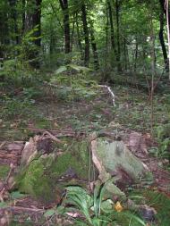 Княже з panoramio.com