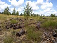 Боровеньки з panoramio.com