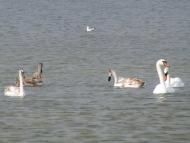 Малокаховка з panoramio.com