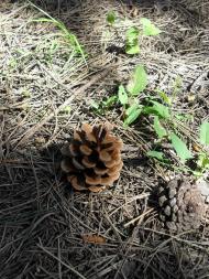 Широке - Останні фото