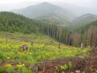 Зелена з panoramio.com