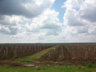 Владиславівка з panoramio.com