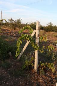 Андріївка з panoramio.com