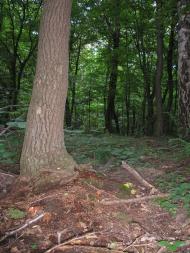 Княже з panoramio.com