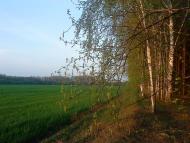 Марочкине з panoramio.com