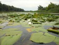 Риботень з panoramio.com