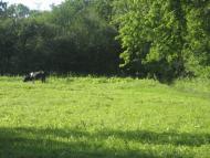 Щурівчики з panoramio.com