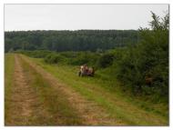 Фертешолмаш з panoramio.com