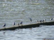 Малокаховка з panoramio.com