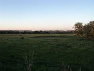 Комар з panoramio.com