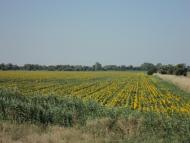 Василівка з panoramio.com