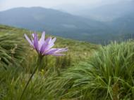 Щербовець з panoramio.com