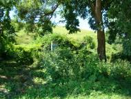 Зеленів з panoramio.com