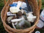 Синяк з panoramio.com