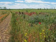 Братсько-Семенівка з panoramio.com