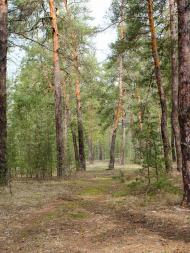 Ярова з panoramio.com