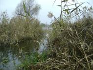 Березань з panoramio.com