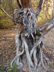 Баланове з panoramio.com