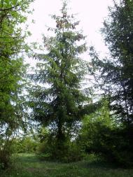 Шмырки - Последние фото