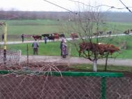 Ониськове з panoramio.com