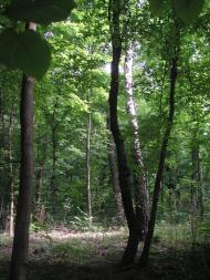 Княже з panoramio.com