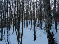 Мохначі з panoramio.com