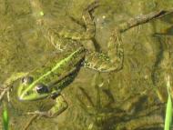 Губник з panoramio.com