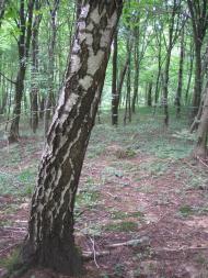 Княже з panoramio.com