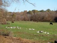 Несваткове з panoramio.com