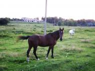 Гнилиці - Останні фото