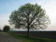 Тарасівці з panoramio.com