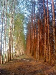 Марочкине з panoramio.com