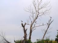 Пологи-Низ з panoramio.com