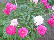 Пінчуки з panoramio.com