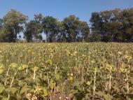 Васинівка - Останні фото