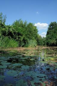 Чома з panoramio.com