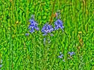 Войнівка з panoramio.com