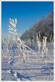 Липці з panoramio.com